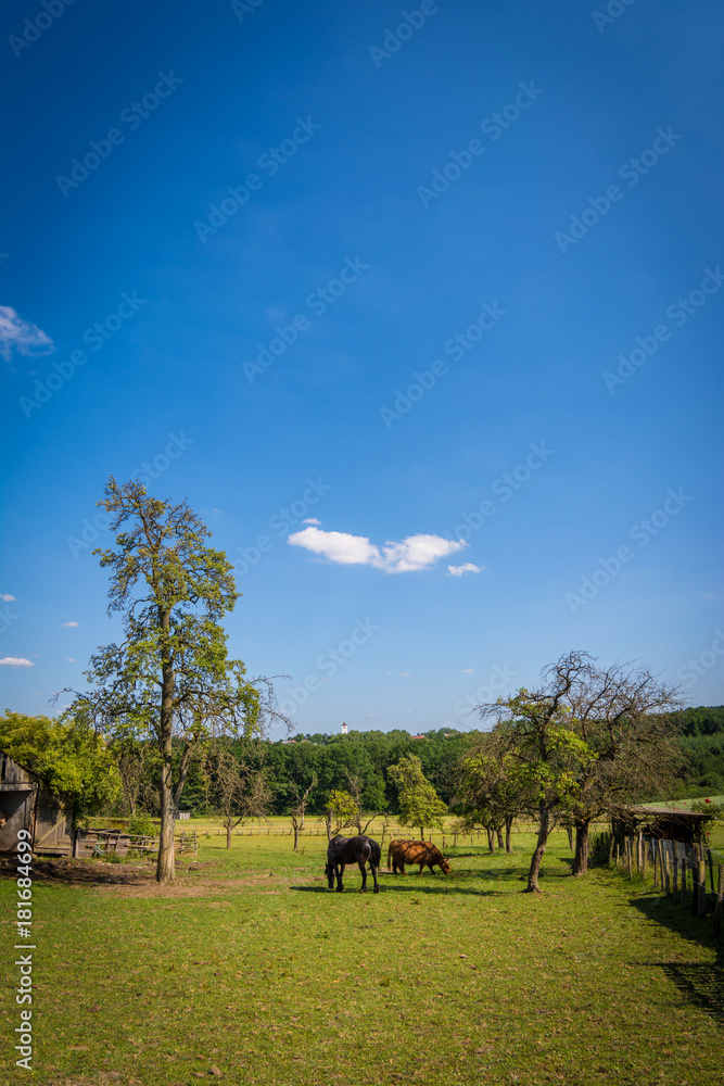 Pferde und Rinder