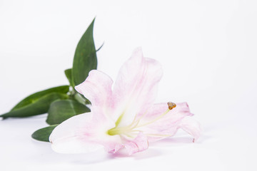  Pink lily on a wwhite background