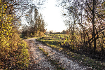 the trail in the woods