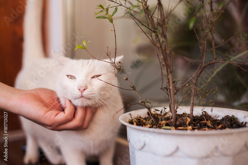 White Cat Petting Human Hand Buy This Stock Photo And Explore