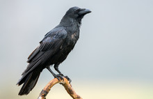 Raven (Corvus Corax)
