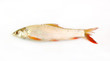 carp fish or goldfish isolated on white background