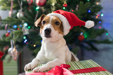 Dog breed Jack Russell under the Christmas tree