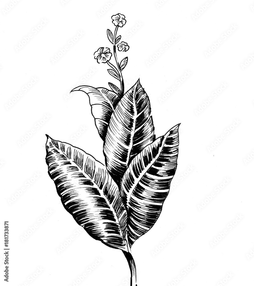 black and white tobacco Tobacco plant. Ink black and white illustration Stock Illustration