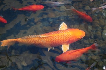Fancy crap goldfish orange color relaxing in water
