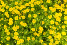 Yellow Flowers With Green Leaves Floor.yellow Flower Background.