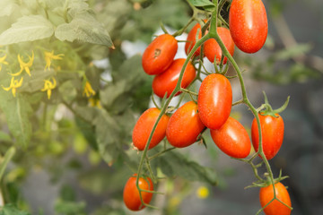  Red small ripe cherry tomatoes fruit.Tomatoes plants,Ripe natural tomatoes growing on a branch in a greenhouse.Thailand.