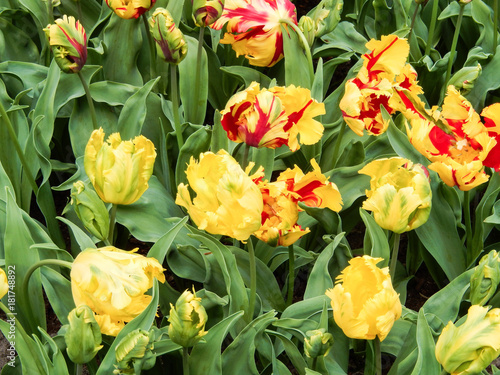 Plakat Rozproszone tulipany