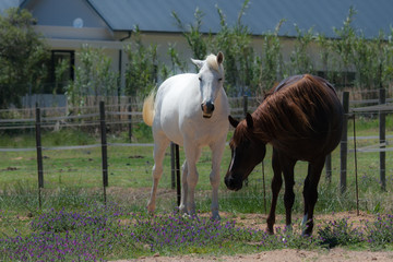 Horses