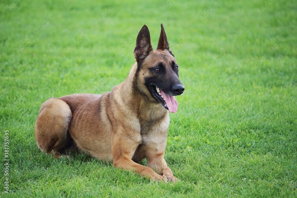 Photo Art Print Un Chien De Berger Belge Malinois Couché