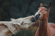Love and kisses of horses in the herd