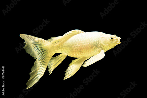 Zdjęcie XXL Kolorowa ryba z długimi ogonami i zwierzętami akwariowymi