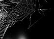 © vandame - spider web on a dark background