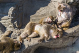 Fototapeta Zwierzęta - Japanese snow monkey taking a sunbath