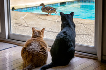 Two Indoor Cats Look Out Through The Window At Two Mallard Ducks In The Pool.