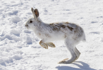 Sticker - Snowshoe hare or Varying hare (Lepus americanus) running in the winter snow in Canada
