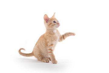 Wall Mural - Cute yellow tabby kitten on white