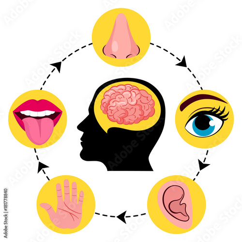Set of five human senses vision (eye), smell (nose), hearing (ear