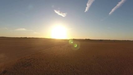 Wall Mural - Combine harvesting a field of soybeans as sunset in midwest United States