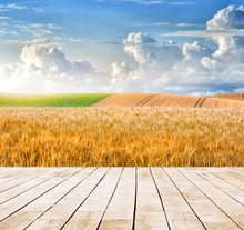 Top Of Wooden With Golden Wheat Field And Potato Plant In Summer Season,hokkaido In Japan