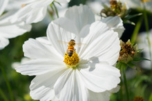 White Flower And Bee