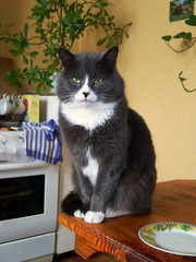 Naklejka na meble Cat sitting on the table
