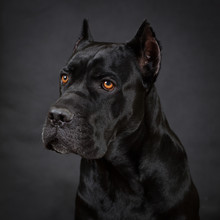 Cane Corso, Black Dog On The Black Background