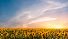 Beautiful Sunflowers On The Sunset With A Beautiful Sky.