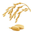© Aniko G Enderle - Rice - OryzaHand drawn vector illustration of golden yellow rice ear on transparent background in highly detailed realistic stile.