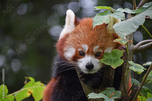 Zdjęcie XXL Zamyka w górę portreta czerwona panda na drzewie