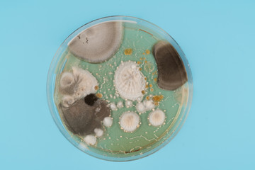 Wall Mural -  growth of microorganisms in a Petri dish, Bacteria, yeast and mold growing on an agar plate.