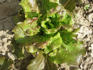 Fresh lettuce growing in the field . Tuscany, Italy