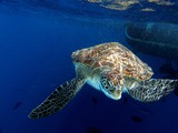 Hawksbill Sea Turtle, Similan Islands, Andaman Sea, Thailand, Underwater photograph