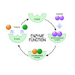 enzyme function