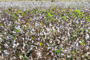 Wall Mural - Cotton fields