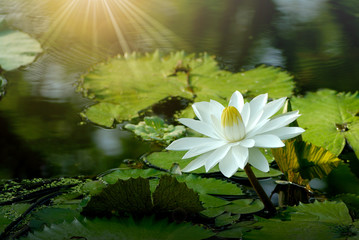 Wall Mural - white lotus flower in the pond