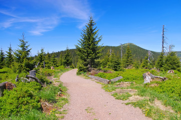 Wall Mural - Hochmoor im Riesengebirge am Schüsselberg-  peatbog in Giant  Mountains