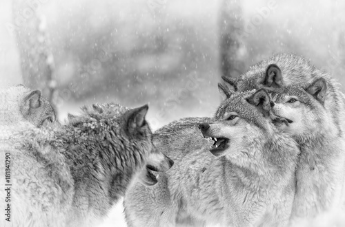Fotografia Wolf Pack Bonding