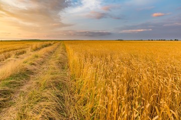 Wall Mural - Summer sunset over wheat field