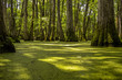 © aguinaldo - Cypress swamp at Mississippi with small crocodile getting tan and tree with roots looking for oxygen