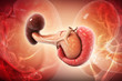 3d rendered Digital illustration of pancreas and spleen in colour background