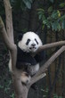 © foreverhappy - Little Panda Cub on the Tree, Chengdu Panda Base, China