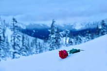 Broken Heart Symbol. Red Rose In Snow In Memory Of The Loved Ones. Symbol Of Sadness And Grief.  Mountains After A Heavy  Snowfall. Mount Hood. Portland. Oregon. United States.
