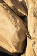 Macaque Monkey Peers Down from a Boulder Ledge in Hampi, India