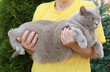 Owner holding funny overweight cat outdoors