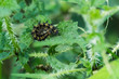 Small Tortoiseshell Caterpillar Aglais urticae curled up on leaf