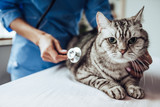 Fototapeta  - Doctor veterinarian at clinic