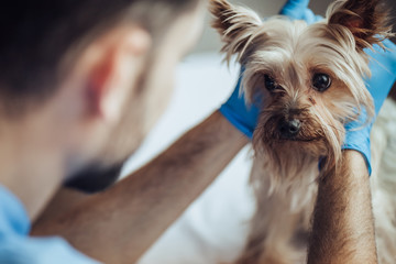 Wall Mural - Doctor veterinarian at clinic