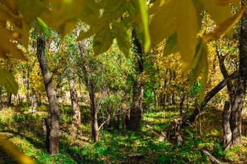 autumn fairy forest color