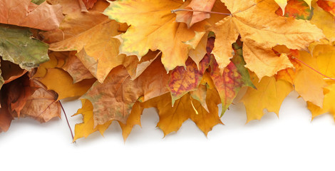 Wall Mural - Beautiful autumn leaves on white background